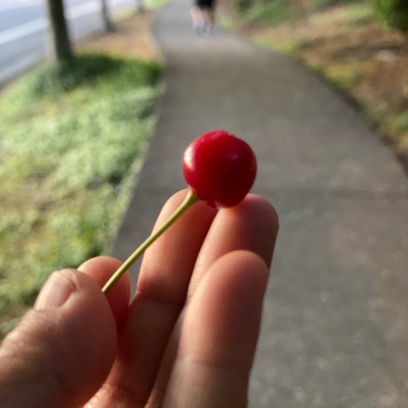 rubylamathapa24